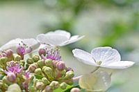 Hortensia