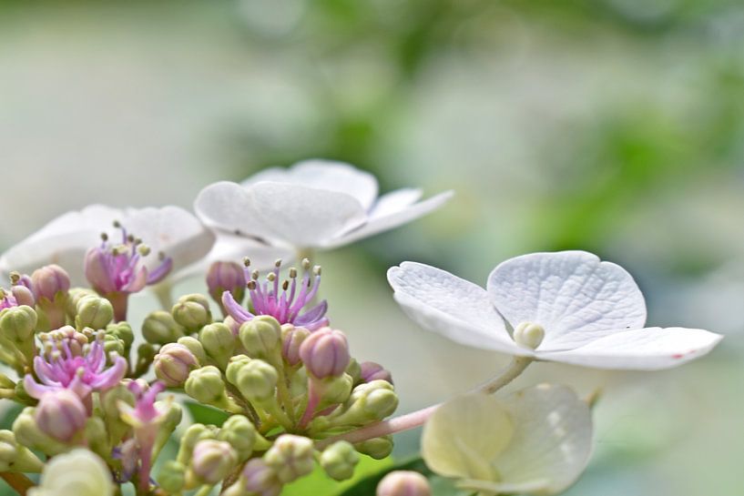 Hortensia van Shutterbalance