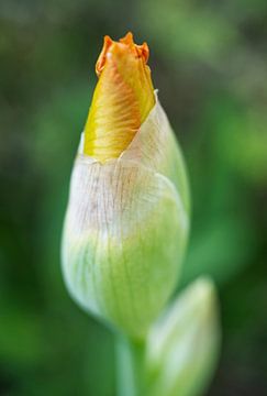 Gouden Gele Iris Bloemknop van Iris Holzer Richardson