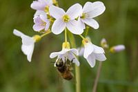 Une abeille occupée