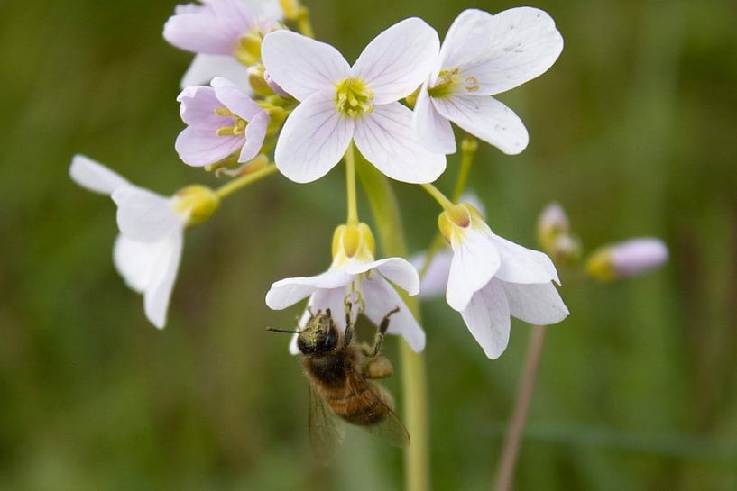 Busy bee by DutchRosephotography
