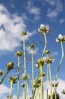 Parnassia van onderaf gefotografeerd