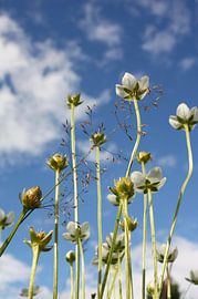 Parnassia van onderaf gefotografeerd