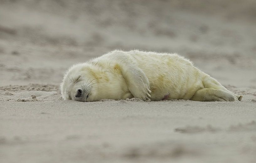 Seal by Ronald Kromkamp