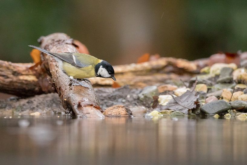 Great Tit by Karin van Rooijen Fotografie