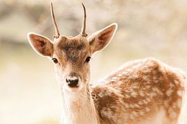 Spitser Portret  by Hugo Onink