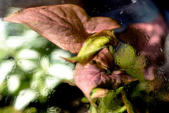 Photo macro d'une plante vert pourpre avec des gouttes d'eau