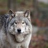 Loup Gris ll von Renald Bourque