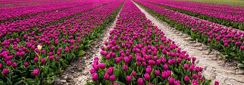 Tulpen in Flevoland