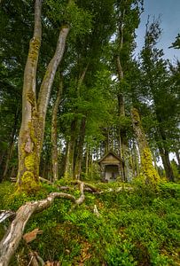 Kapel in het bos