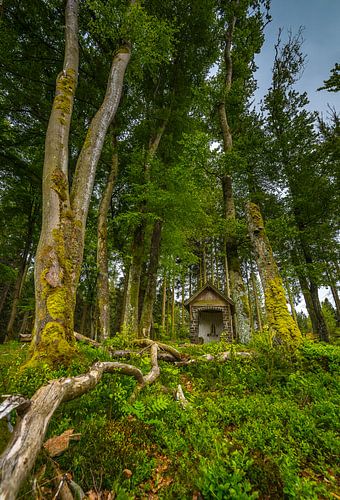 Kapel in het bos