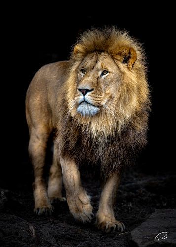 Lion in the dark