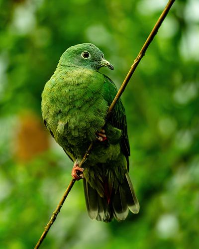 Green dove