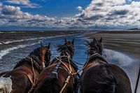 Terschelling, Ruhe, Strand, Meer und, Pferde!