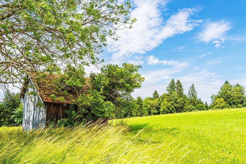 Holzhütte und Bergwiese am Falkenstein bei Pfronten von Rico Ködder