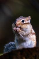 Nom-nom-nom
