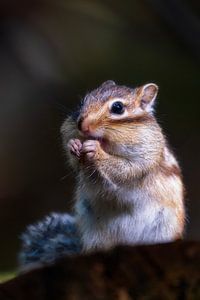 Nom-nom-nom
