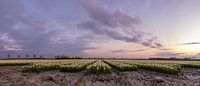 Tulipfield 1 Ter Hole, Zealand, Pays-Bas