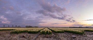 Tulpenveld 1 Ter Hole, Zeeland, Nederland van Lemayee