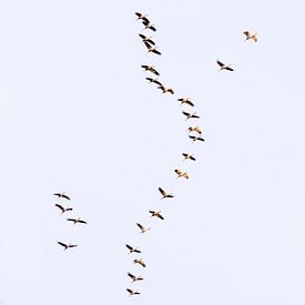 "Cranes on their way south." by Ronnie Reul