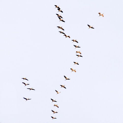 "Cranes on their way south."