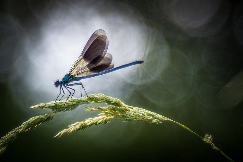 Magnificent dragonfly by Jürgen Schmittdiel Photography