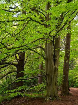 Frisches Grün. von snippephotography