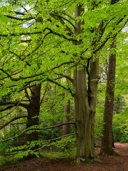 Fresh green. by snippefotografie