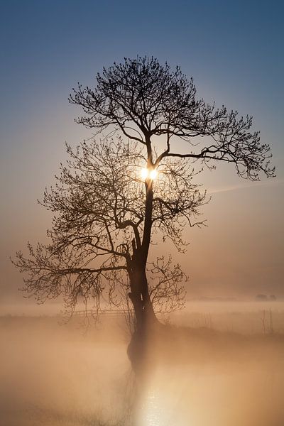 Nebliger Morgen von Halma Fotografie