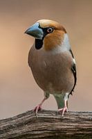 Appelvink