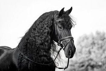 Friesenpferd mit Zaumzeug in Schwarz und Weiß