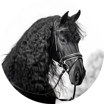Fries Paard met hoofdstel in zwart wit van Cynthia Verbruggen