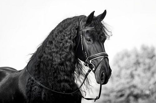 Friesenpferd mit Zaumzeug in Schwarz und Weiß