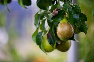 Birnen auf einem Birnbaum kurz vor Herbst, die Früchte sind reif von Matthias Korn