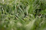 Dew on the grass by Dieuwertje Van der Stoep thumbnail