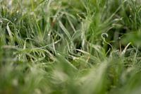 Dew on the grass