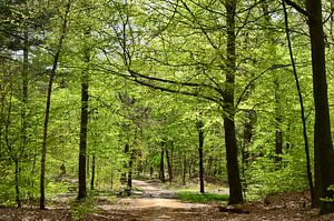 Forêt printanière ensoleillée