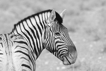Zebra portret van Petervanderlecq