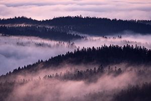 Nebliger Wald