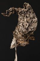 Hosta