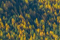 Autumn in Switzerland