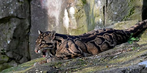 Wildlife: Nevelpanter