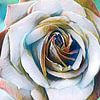 Rose - digital bearbeitet von Babetts Bildergalerie