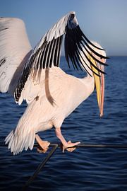 Klaar voor de vlucht - Grote witte pelikaan