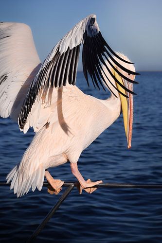 Bereit zum Flug - Großer weißer Pelikan