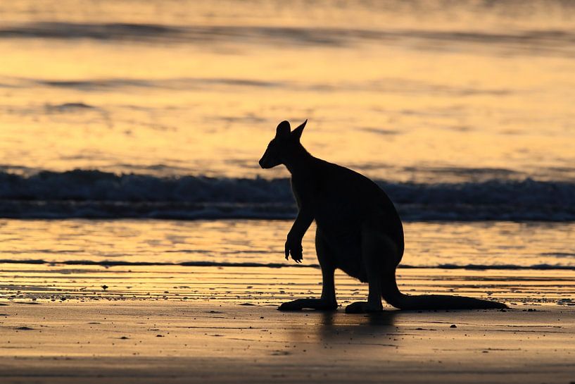 kangaroo on beach at sunrise, mackay, north queensland, australia von Frank Fichtmüller