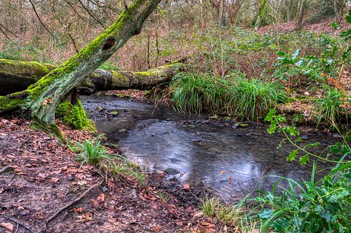 L'architecture dans la forêt
