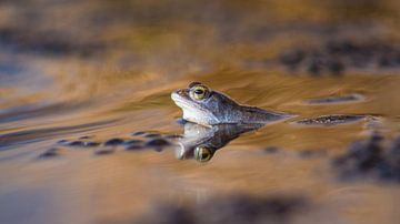 Frosch von Elles Rijsdijk