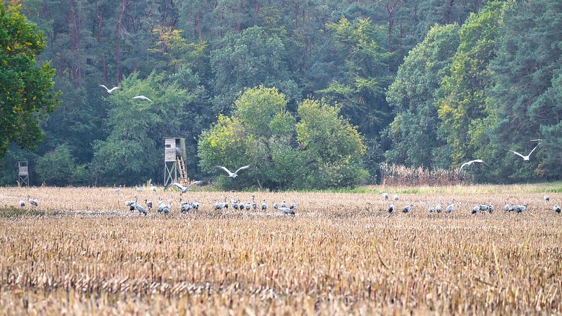 Kraanvogels op een geoogst veld van Martin Köbsch