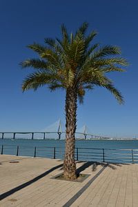 Magischer Blick auf die Puente de la Pepa in Cádiz